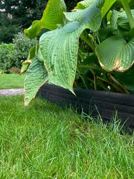 Multi-Edge Rasenkante ECO Rolle 20m Farbe Schwarz, 20cm Höhe verlegt